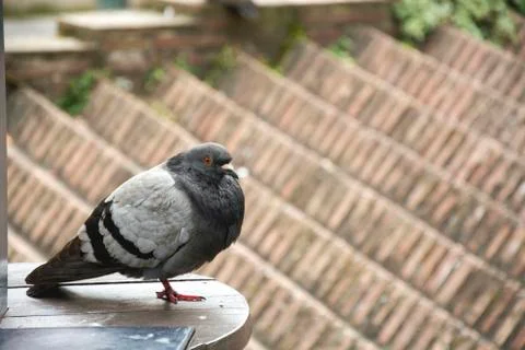 Bird 90 Foto stock
