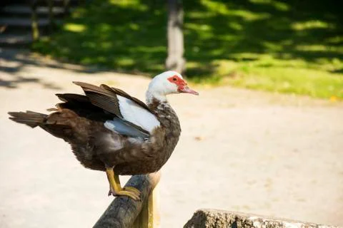 Bird 90 Stock Photos