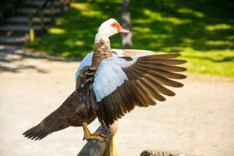 Bird 91 Stock Photos