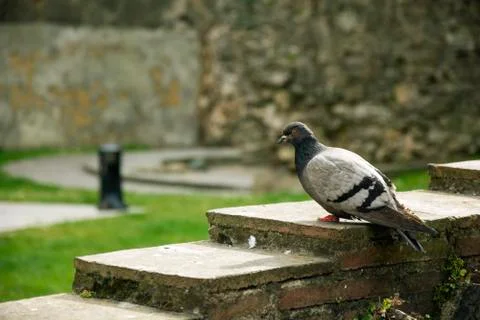 Bird 92 Stock Photos