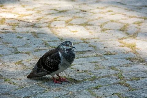 Bird 93 Stock Photos