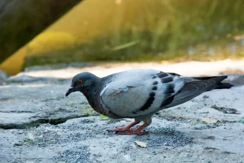 Bird 94 Stock Photos