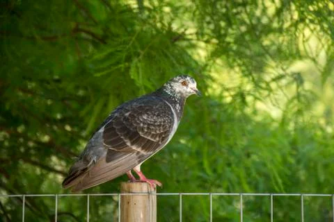 Bird 95 Stock Photos