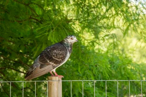 Bird 96 Stock Photos
