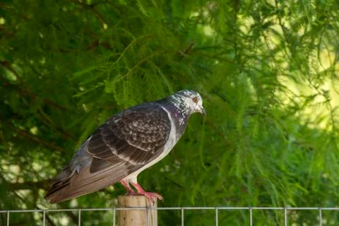 Bird 97 Stock Photos