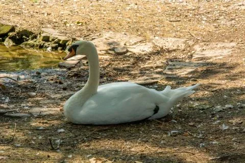 Bird 98 Stock Photos