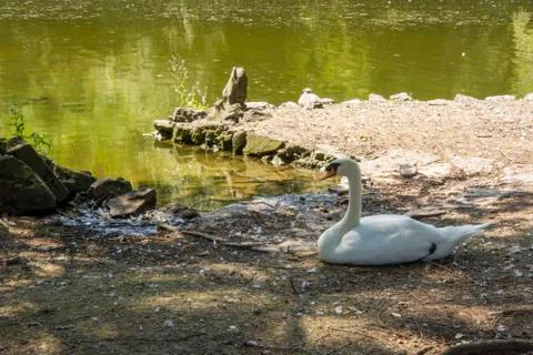 Bird 99 Stock Photos