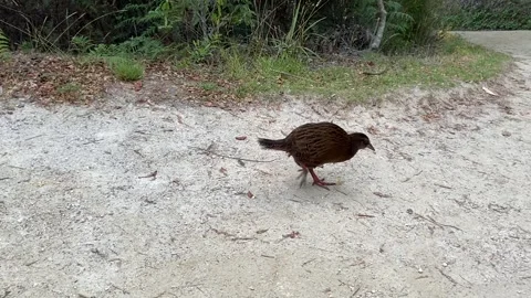 Bird in Abel Tasman Stock Footage 343952216