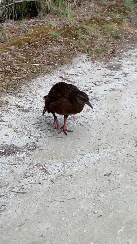 Bird in Abel Tasman Stock Footage 343952218