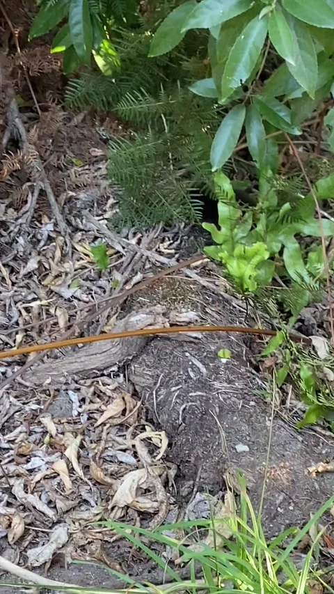 Bird in Abel Tasman 스톡 동영상 343952238