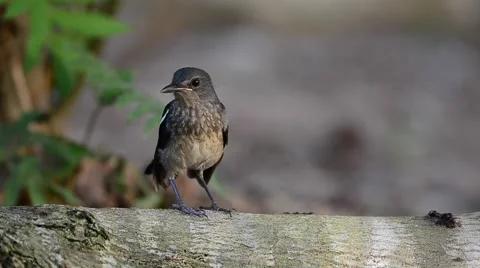 Bird in action 動画素材 69055595