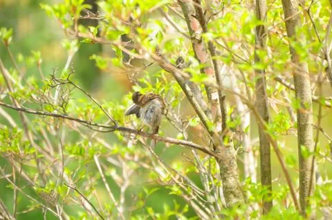 Bird in action Fotos de archivo