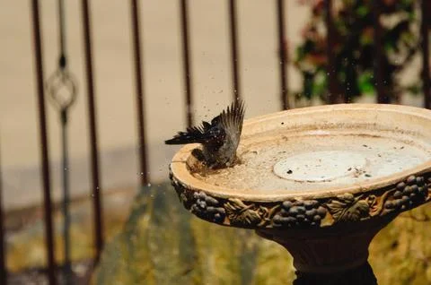 Bird in action Fotos de archivo