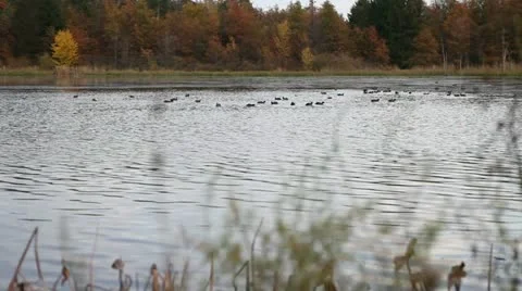 Bird Action In Steady Stream 스톡 동영상 10939111