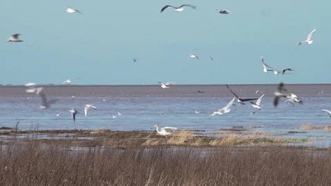 Bird activity, high tide, Dee Estuary, Parkgate, Cheshire, England Video stock 282916433