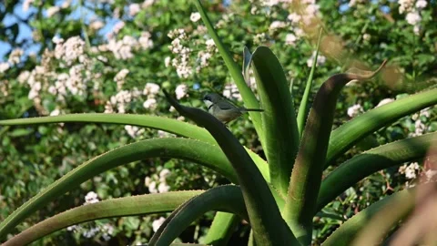Bird on a aloe Stock Footage 339145863