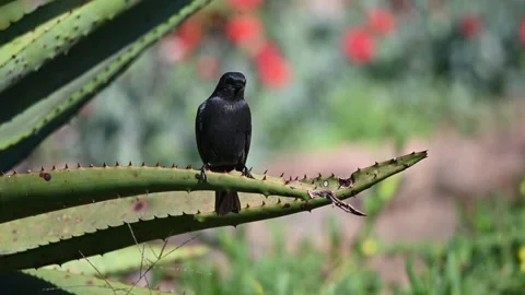 Bird on a aloe leaf Stock Footage 335561848