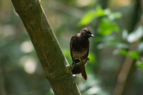 A bird alone and looking for some feed 2 Stock Photos