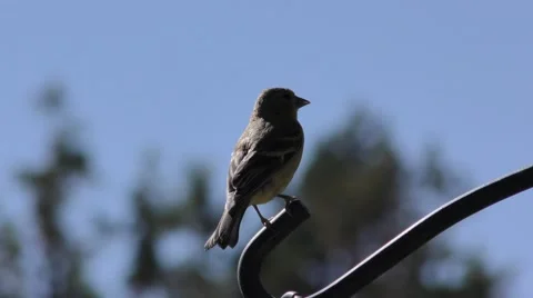 Bird alone keeping eye out shallow depth of field trees and blue sky in the b Video stock 67688300
