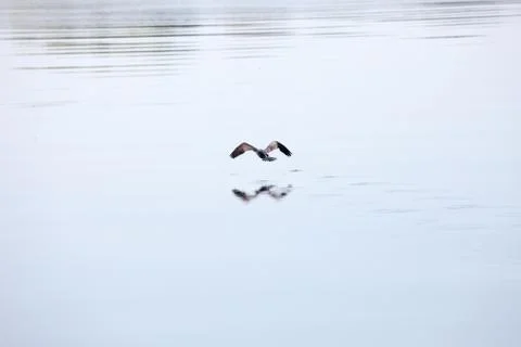 Bird on  Amazon Foto stock