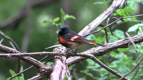 Bird American redstart perched on tree branch flys away Vidéo 149712721