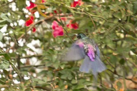 A bird amidst flight Stock Photos