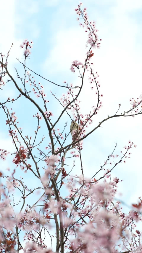 Bird Amidst Spring Cherry Blossoms Stock Footage 267032372