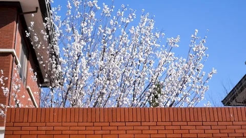 A bird among the flowers Stock-Footage 344833606