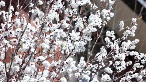 A bird among the flowers Vídeo Stock 344833663