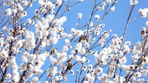 A bird among the flowers Видео 344833896