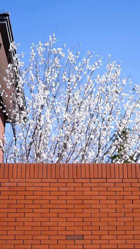 A bird among the flowers Video stock 344833917