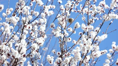 A bird among the flowers Видео 344833919