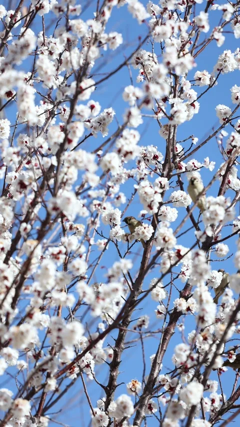 A bird among the flowers 库存影片 344834425