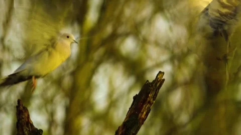 Bird Among Tree Branches Stock Footage 292821884