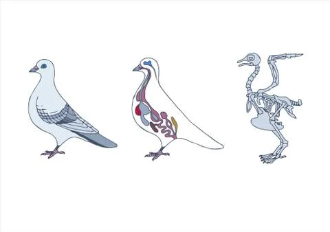 Bird anatomy Stock Illustration