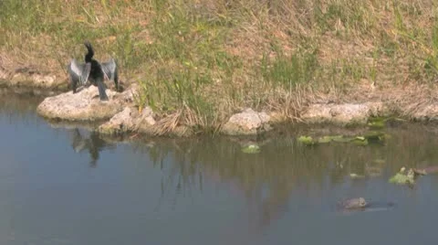 Bird and Alligator Video stock 10723207