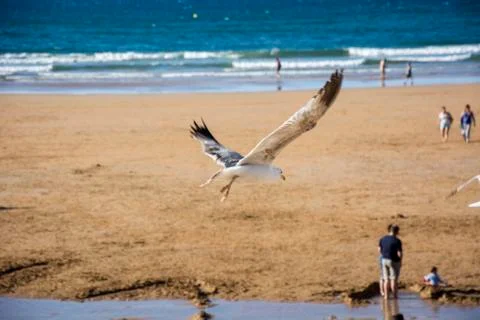 Bird and beach Stock Photos