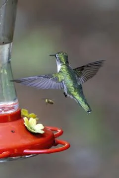 Bird and Bee Stock Photos