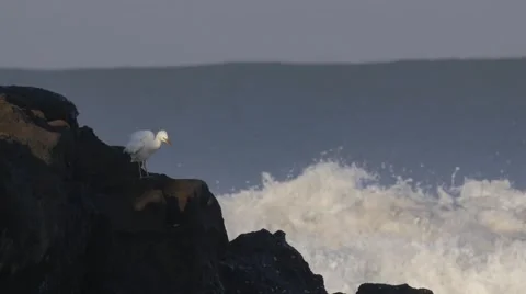 Bird and Big Wave 動画素材 55455672