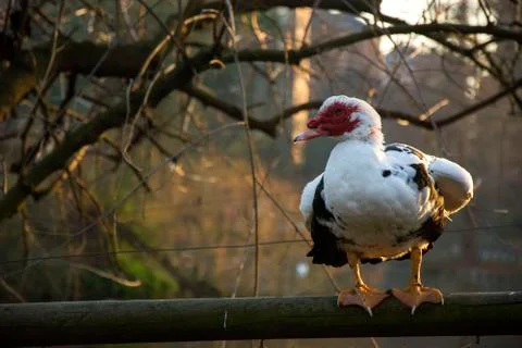 Bird and branches Foto stock