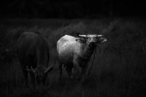 A bird and a buffalo  Stock Photos