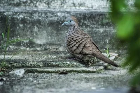 Bird and cement Stock Photos