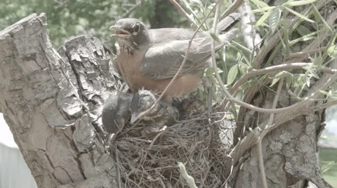 Bird and chicks in nest (Robin) Stock Footage 42856321