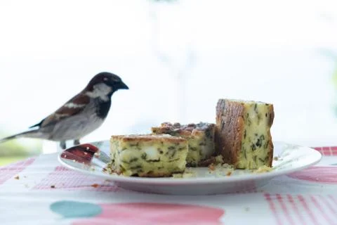 Bird and corn bread Stock Photos