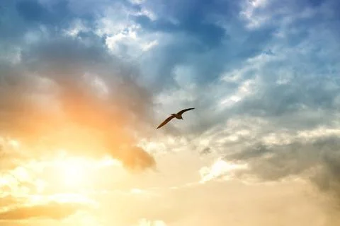Bird and dramatic clouds bird and dramatic clouds Copyright: xZoonar.com/I... Foto stock