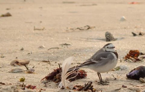 Bird and feather on the beach Stock Photos