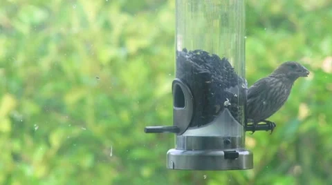 Bird and Feeder 3 Video stock 10575949
