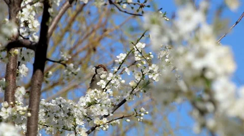 Bird and flowers Stock Footage 61511380