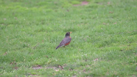 Bird and Grass Stock Footage 306027100
