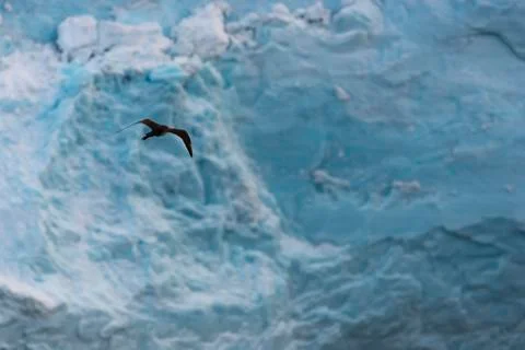 Bird and ice Foto stock